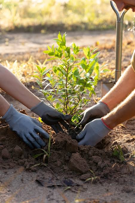 Tree planting initiative